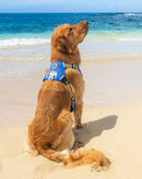 Image of Cooling Harness - Blue