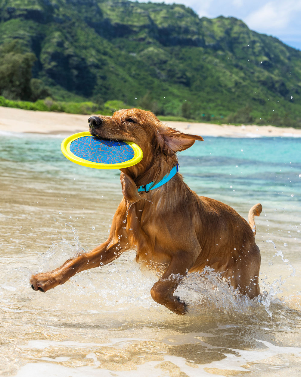 Tough Toss Boomerang - Blue