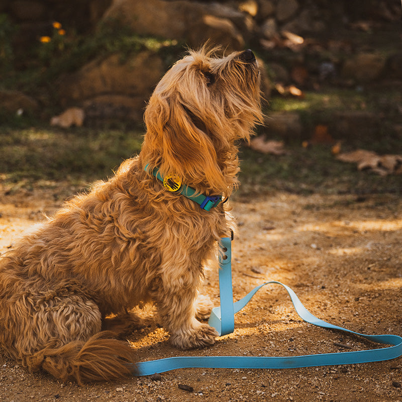 Collars & Leashes