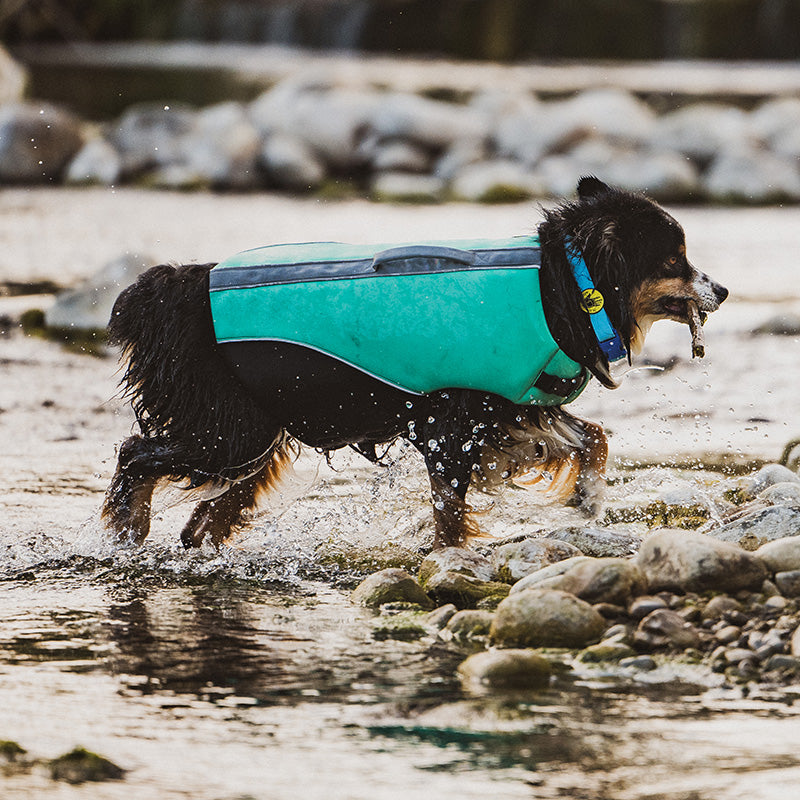 Pet Lifejacket & Harness