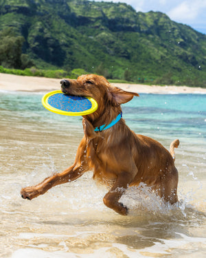 Tough Toss Boomerang - Blue