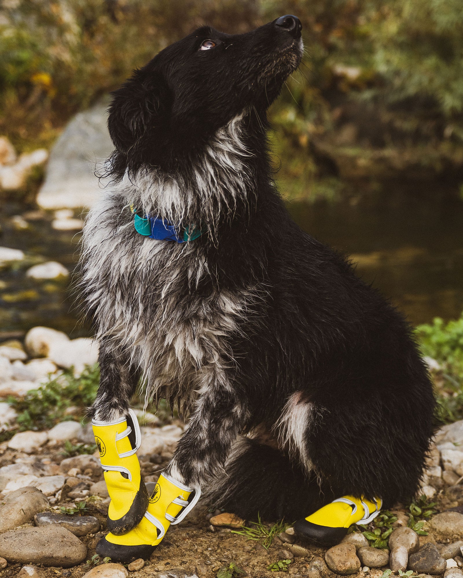 Paw Protector Booties - Yellow