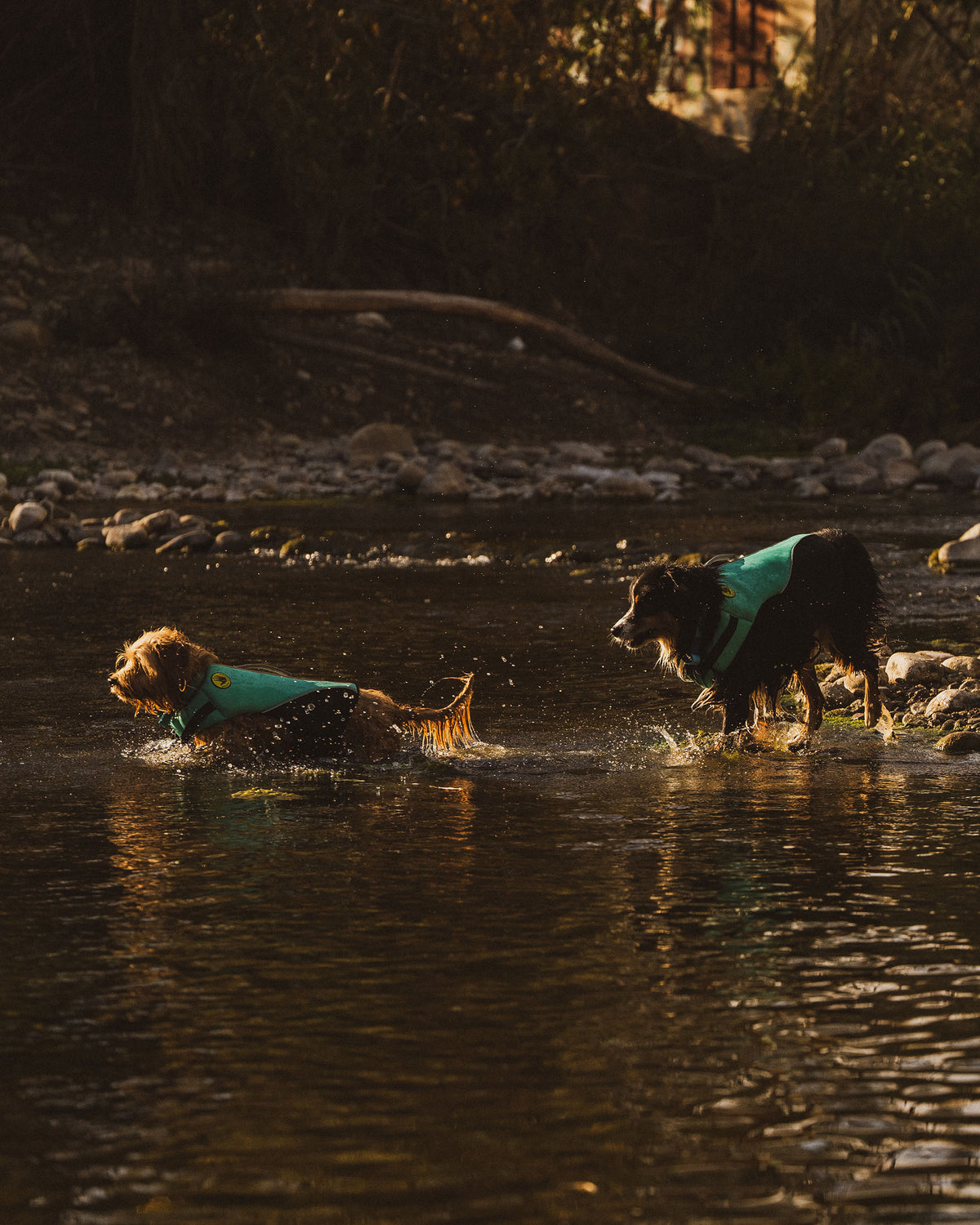 Neoprene Pet Life Jacket - Teal
