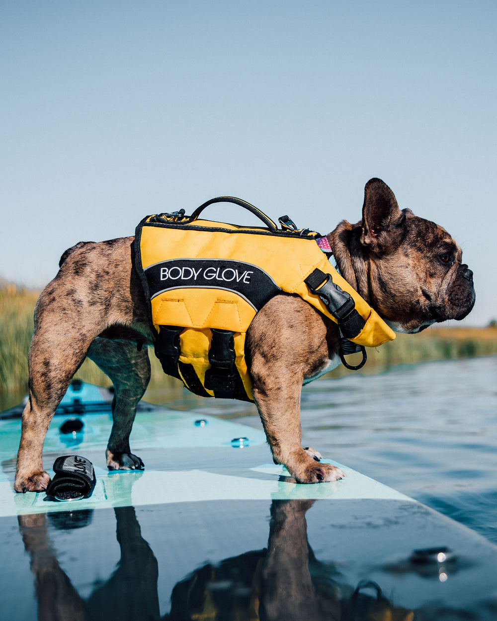 Dog Life Vest for Swimming and Safety - Yellow